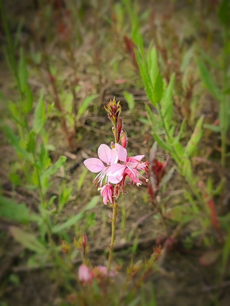 익산 "용안 생태습지 공원"의 가우라 꽃(나비바늘 꽃) , 개구리자리 꽃