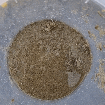 아이와 가볼만한 곳 - '부산다대포해수욕장' 에서 갯벌체험한 후기