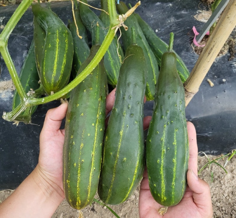 여름철 입맛을 책임질 토종오이 키워 먹어요! (조선오이냉국, 오이무침, 오이생채) 효능 : 네이버 블로그