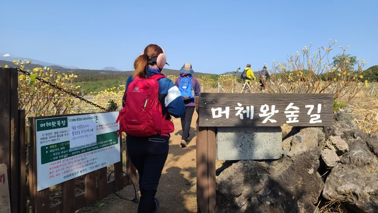  머체왓 숲길 소롱콧길 다녀온 리얼 후기