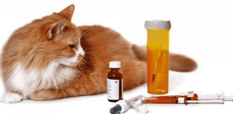 고양이 당뇨병 : 증상과 치료방법에 대해 알아보아요.
