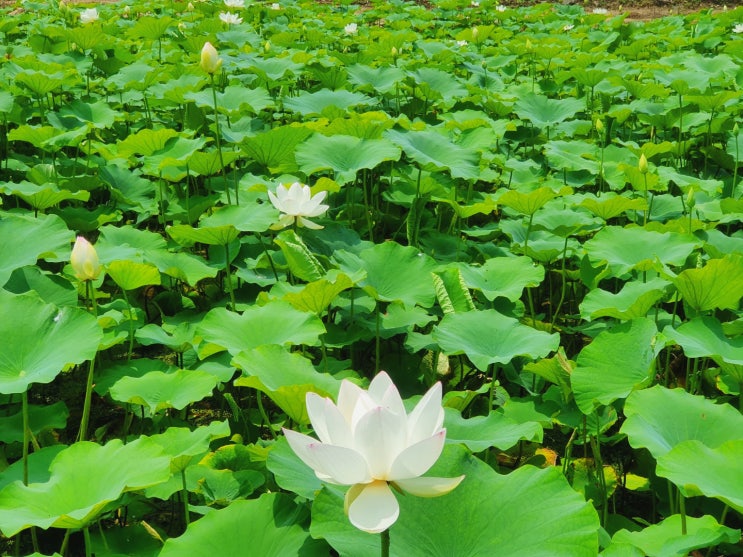  천안 자연누리성 연꽃 현황 백련 홍련 황련 미니연