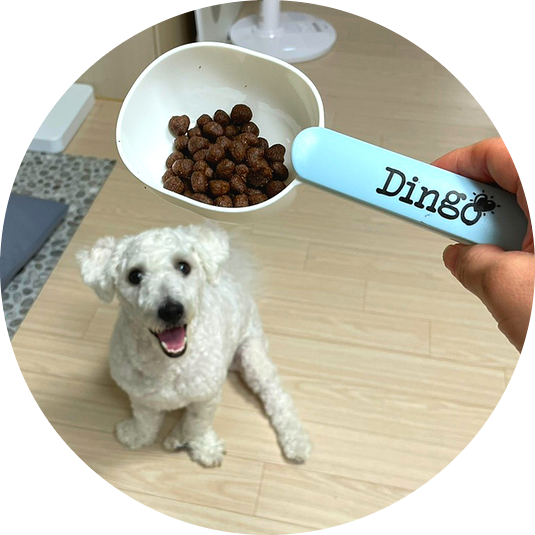  기호성 좋은 강아지 사료 추천 : Dingo 딩고 퍼피앤주니어