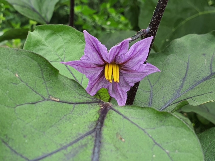 보라빛의 매력적인 가지꽃 ~ Eggplant Flower