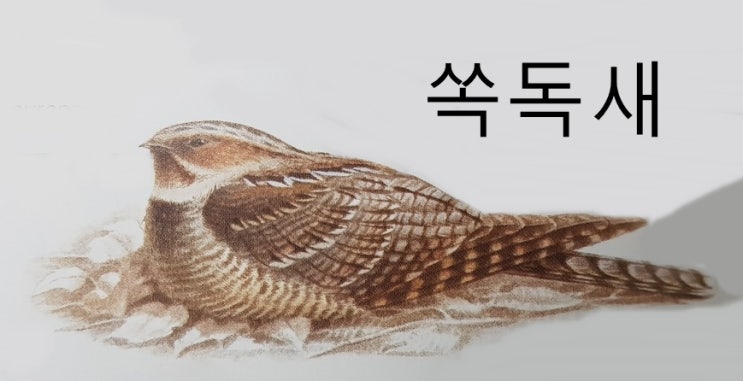  나무 위에서 사는 새 종류 특징(쏙독새 제비 케찰 후투티 염주비둘기 금강앵무 뻐꾸기 토코투칸 앵무새 등)