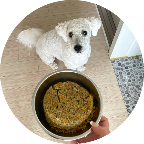  강아지가 좋아하는 수제 습식사료 : 강아지 영양식 빵근맘마