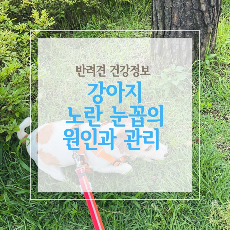  강아지 노란 눈꼽의 원인과 관리 그리고 눈꼽빗의 사용