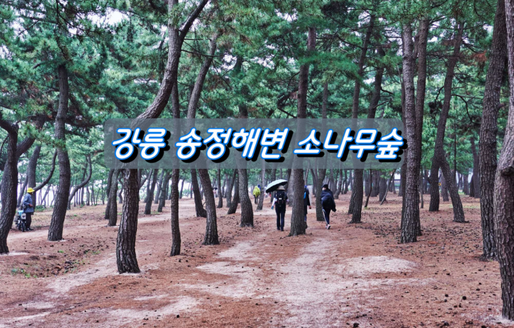 해변을 따라 펼쳐진 아름다운 소나무숲, 강문해변에서 안목해변까지 해변을 따라 펼쳐진 아름다운 소나무숲, 강문해변에서 안목해변까지