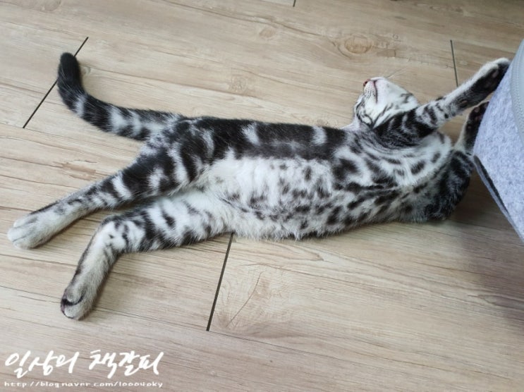  슈비일기 2021. 7. 14.~15. 고양이 발톱이 빠졌다?!