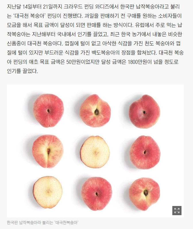   (!! 현재 대극천 묘목 예약중 !!) 인싸 과일 대극천 기사 (대극천 모종 구입)