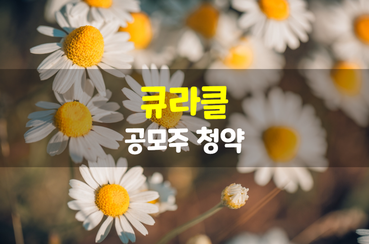  큐라클 공모주 청약
