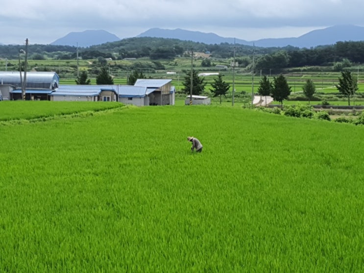 닭 두마리믄 야달달을