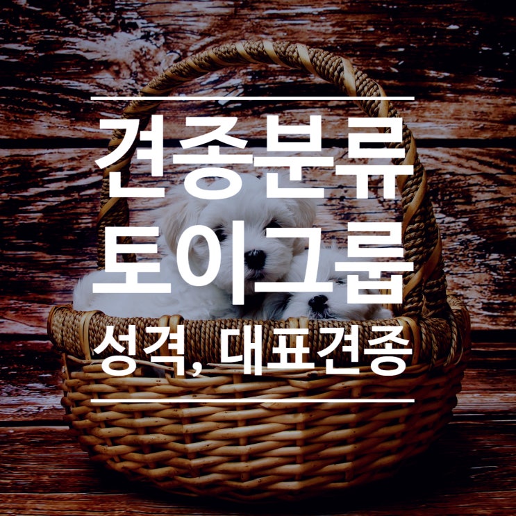  토이그룹 : 강아지 종류와 성격 - AKC견종분류, 대표견종