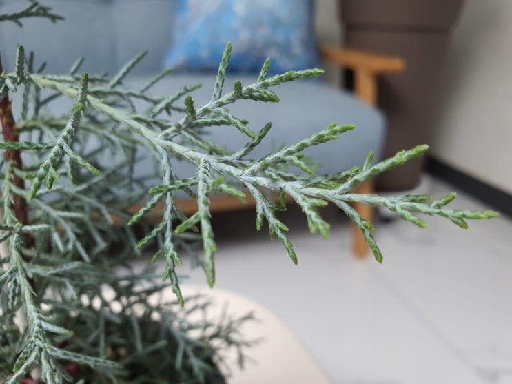  매혹의 침엽수 측백나무 블루아이스 나무키우기 How to Grow Cupressus glabra Blue ice (feat 생명나무농장 카페)