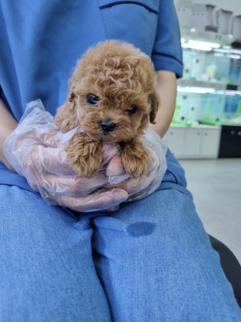 𝐁𝐋𝐄𝐒𝐒 𝐏𝐄𝐓 』 실버파티 푸들 \, image size:800x1067