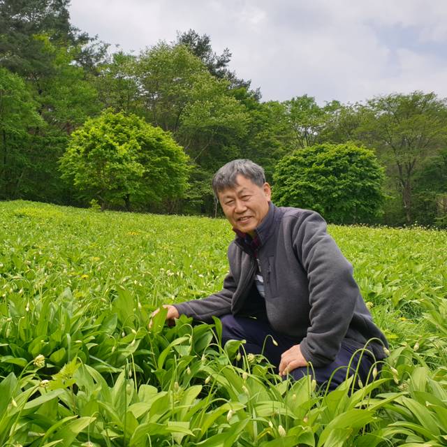 최근 많이 팔린 유기농 명이나물 장아찌 절임 산마늘 장아찌 1kg 강원도 홍천, 1) 명이나물 장아찌 1kg (벌크포장) ···