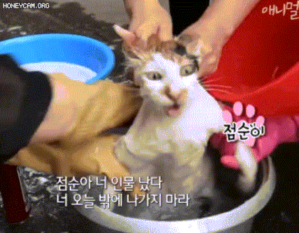 빨래 당하는 고양이