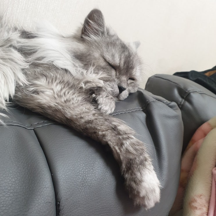  [고양이 일상]#2 올라가는게 좋아요!![Persian cat]