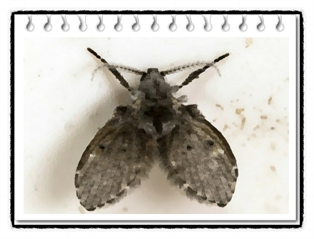  나방파리 유충 및 애벌레가 생기는 원인과 장소,수명, 예방, 퇴치 및 제거에 대해(moth fly, drain fly)