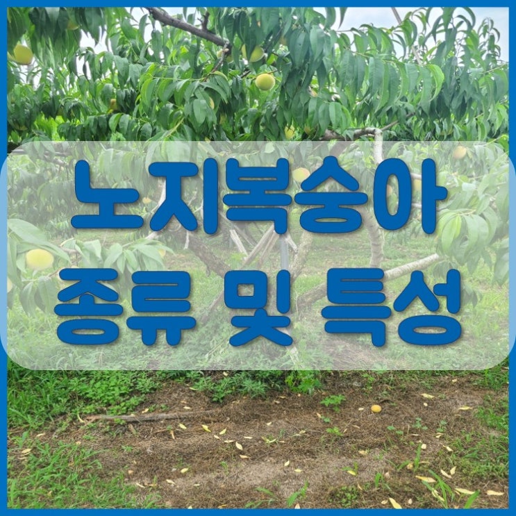  7월 제철과일 복숭아 종류 1탄
