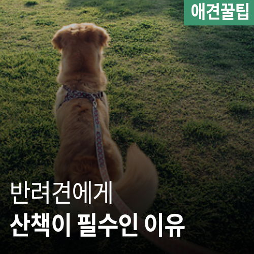  반려견 산책의 필요성