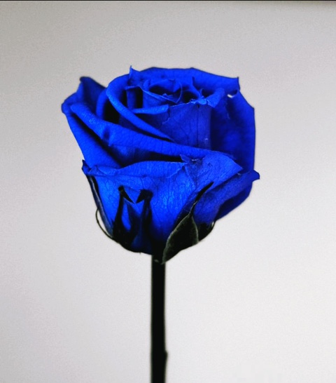  파란장미 꽃말 의미를 아시나요?