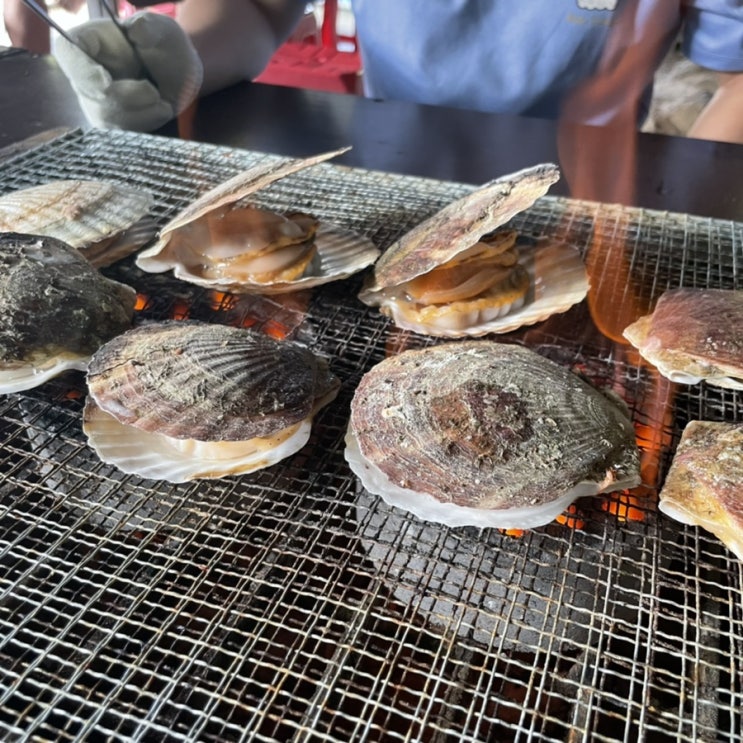  [당일치기 고성 여행] 오션뷰 카페 온더버튼+ 가리비직판장 백도수산