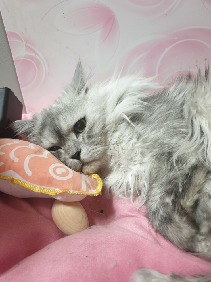  [고양이의 일상] #1 페르시안친칠라. 은돌이를 소개합니다.[Persian cat]