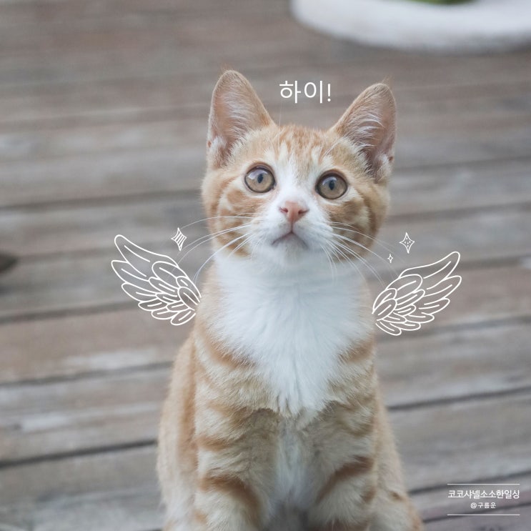  치즈태비, 이제 겨우 묘생 4개월 차! 똥꼬발랄 고양이