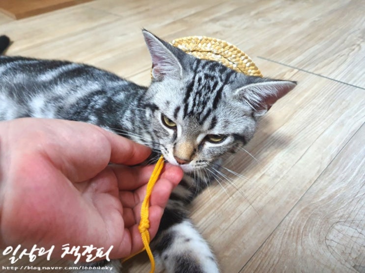  슈비일기 2021. 7. 12.~13. 고양이는 밀짚모자를 싫어해 근데 빗질은 좋아해