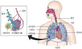 해부생리학 호흡기계 상부하부기도 구조기능 기관기관지 방어호흡기전