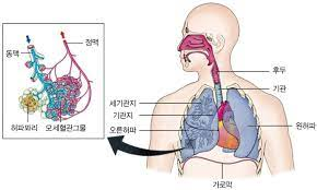 해부생리학 호흡기계 상부하부기도 구조기능 기관기관지 방어호흡기전 해부생리학 호흡기계 상부하부기도 구조기능 기관기관지 방어호흡기전