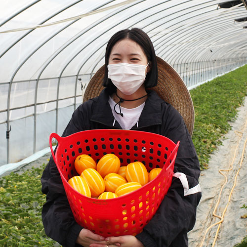 구매평 좋은 기린농산 성주참외 고당도 꿀참외 산지직송 가정용참외, 꼬마참외가정용 -2kg (작은크기) 고당도 ···