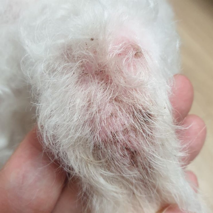  여름철 강아지 곰팡이성 피부염 원인 및 해결 방법