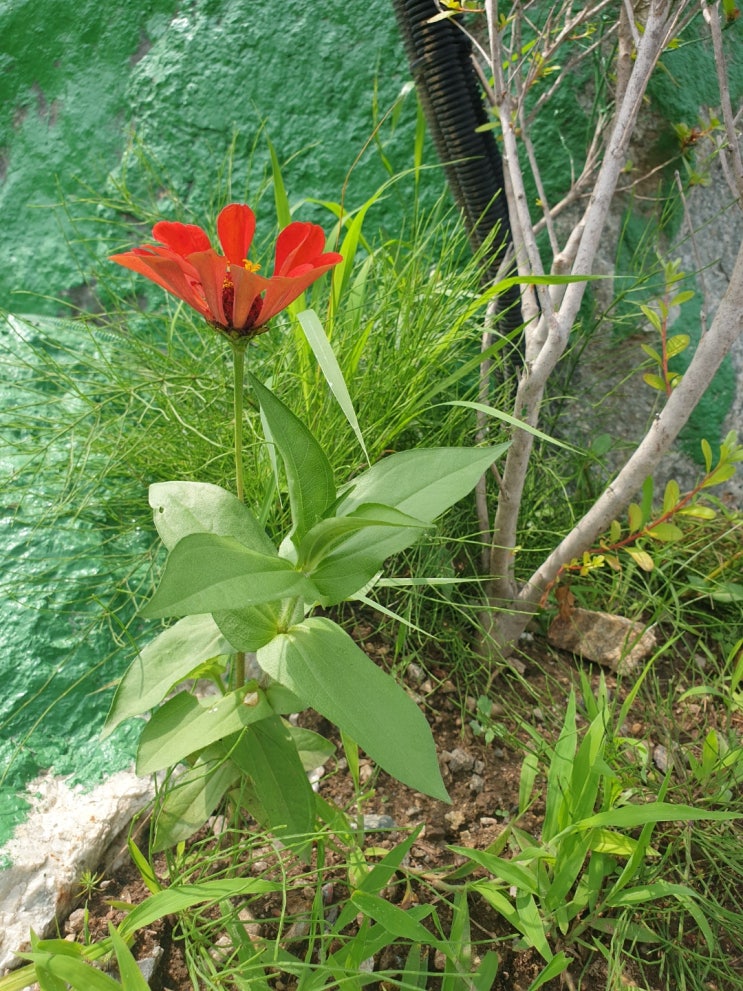  꽃이름