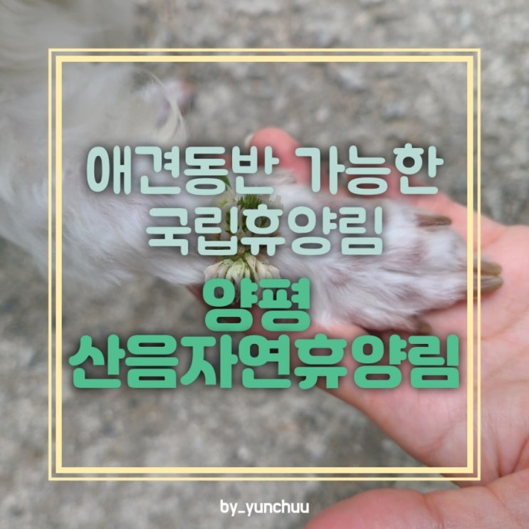  [경기양평] 애견동반 가능한 국립휴양림 / 양평 산음자연휴양림