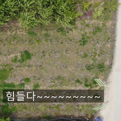  2021년 5월 4일 텃밭 입구 평지화 작업