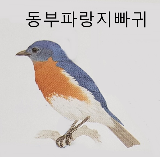  우는 새 명금류 종류 (나이팅게일 직박구리 굴뚝새 지빠귀 유럽 울새 흰점찌르레기 흰멧새 꾀꼬리 등)