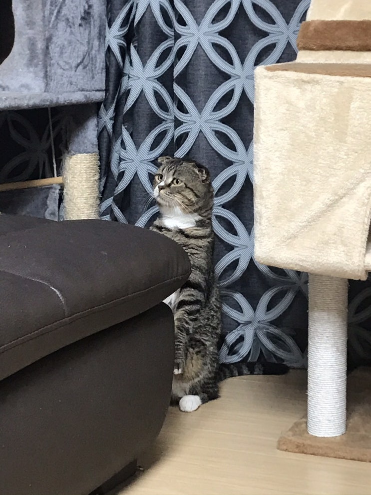  고양이 관찰 일기 세 번째, 하늘이의 하루