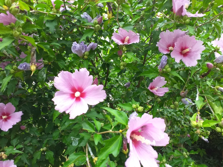  용인 화운사(華雲寺)의 무궁화와 루드베키아, 능소화