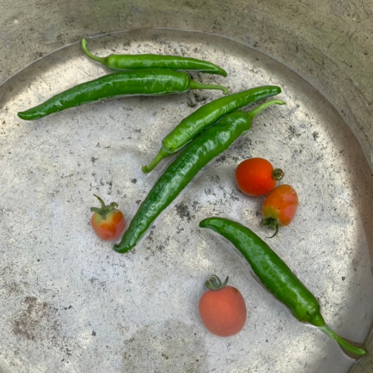  취미_주말농장 I 방울토마토, 오이고추 키우기