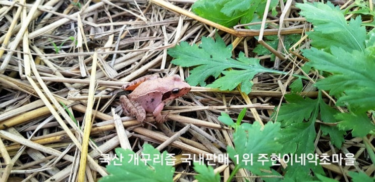  개구리즙효능 무더위를 극복한다는 운동선수 역시 주현이네