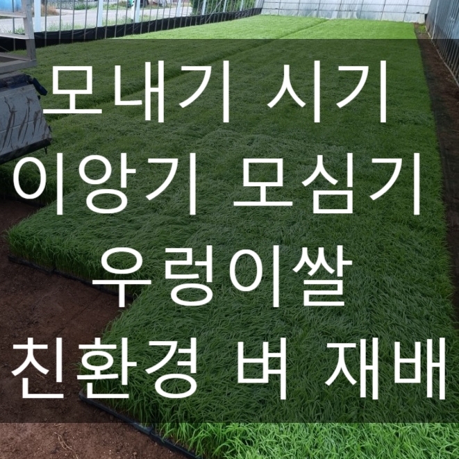  모내기 시기 이앙기 모심기 우렁이쌀 친환경 벼 재배