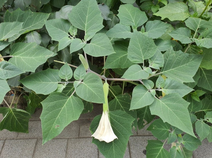  천사의 나팔꽃을 아시나요? 엔젤트럼펫 브루그만시아 Angel's trumpets Brugmansia