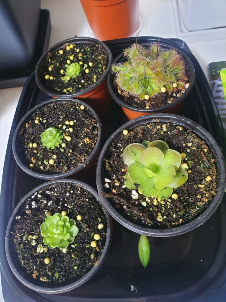  벌레잡이 식물이에요~