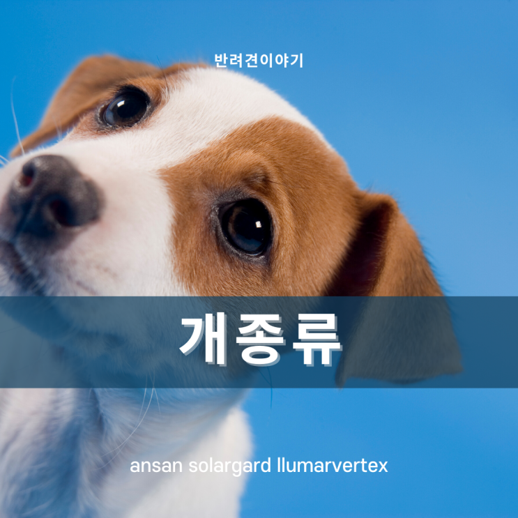  개종류 품종별로 구분해서 나와맞는 강아지를 가족으로 맞이하자.