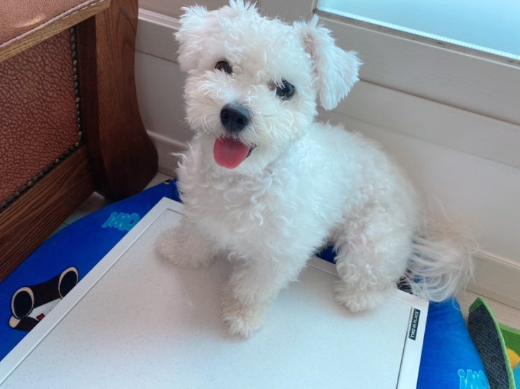  [친환경] 철제프레임 강력한 시원함 썸머스톤 강아지 고양이 대리석 쿨매트 구매후기
