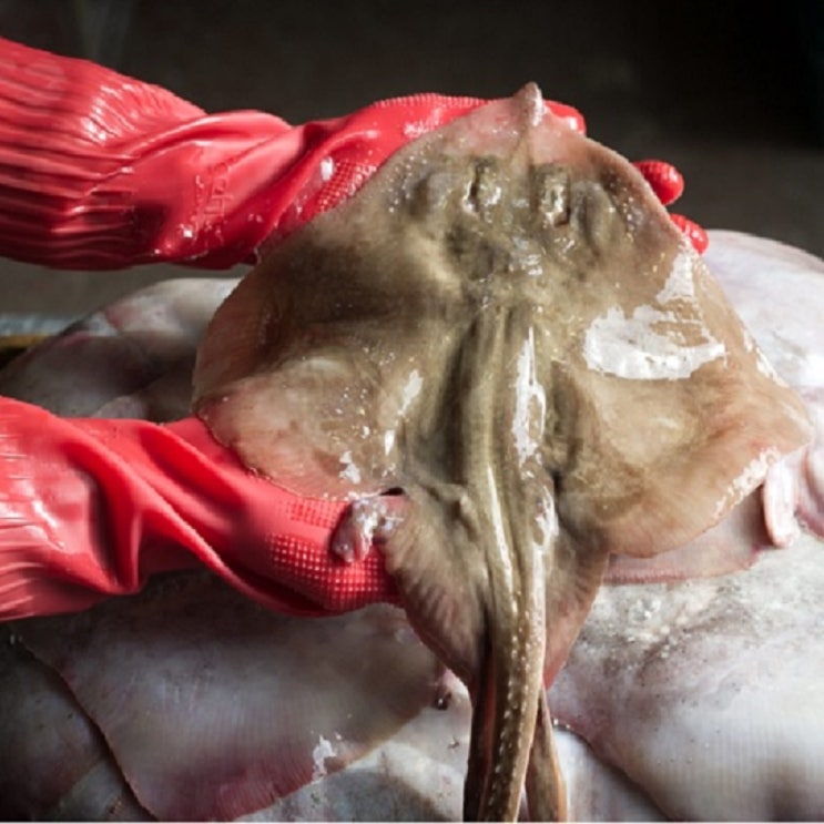 선택고민 해결 정훈수산 급속냉동 간재미 가오리 1.4kg 내외(2-3미) 좋아요 선택고민 해결 정훈수산 급속냉동 간재미 가오리 1.4kg 내외(2-3미) 좋아요