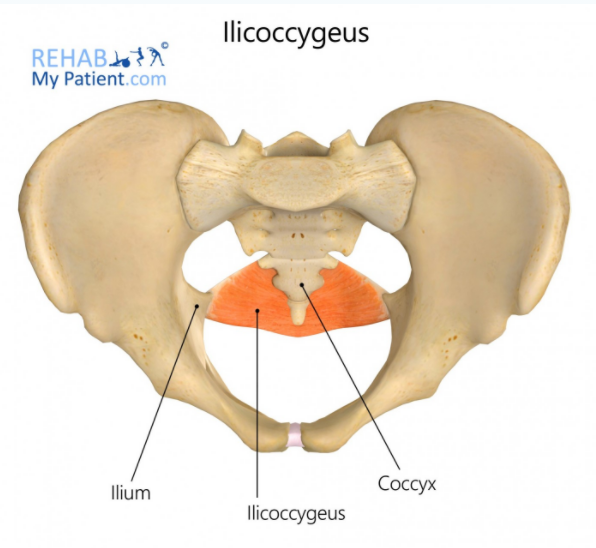 [이수역 필라테스] 골반기저근(Pelvic floor muscle)