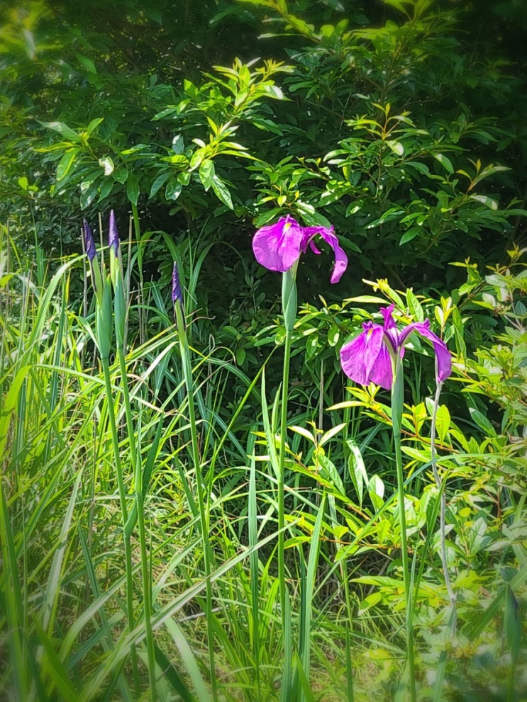 양산 천성산 등산로에서 만난 야생화(꽃창포, 물레나물, 바위 채송화)